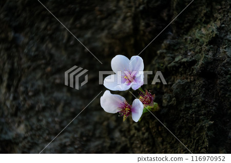 盛開在樹幹上的櫻花 116970952