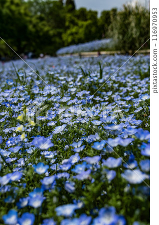 粉蝶盛開的海濱公園 116970953