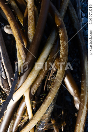 Tangled kelp strands on rocky coast Tangled kelp strands on rocky coast 116971016