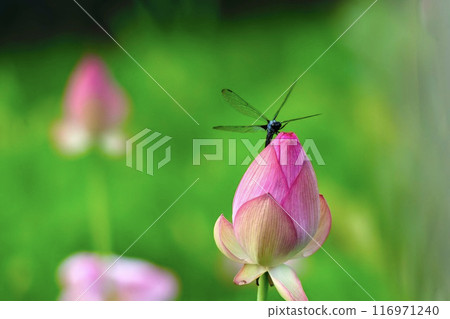 蜻蜓停在蓮花芽上 116971240