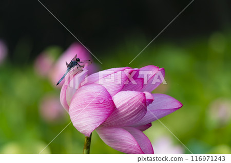 A dragonfly that stops on lotus flowers 116971243