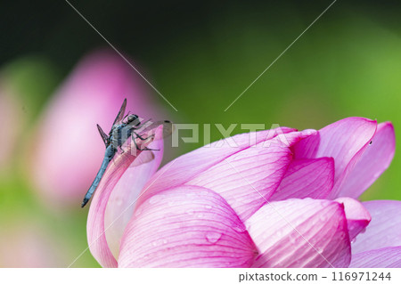 A dragonfly that stops on lotus flowers 116971244