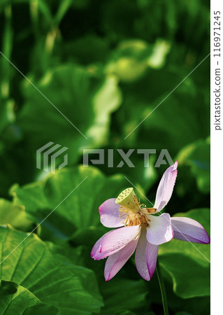 A beautiful lotus flower 116971245