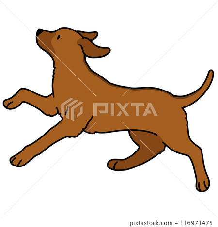 Illustration of a running Rhodesian Ridgeback with main lines 116971475