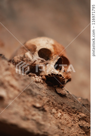 Ancient skull uncovered in catacomb depths Ancient skull uncovered in catacomb depths 116971795