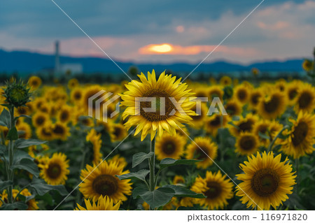 Sunflower field at dusk Sunflower field at dusk 116971820