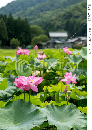The elegant and pretty lotus flowers at Hanahasu Park | Minami Echizen Town, Fukui Prefecture 116971866