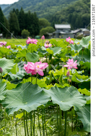 福井縣南越前町花蓮公園的荷花綻放出優雅美麗的花朵 福井縣南越前町花蓮公園的荷花綻放出優雅美麗的花朵 116971867