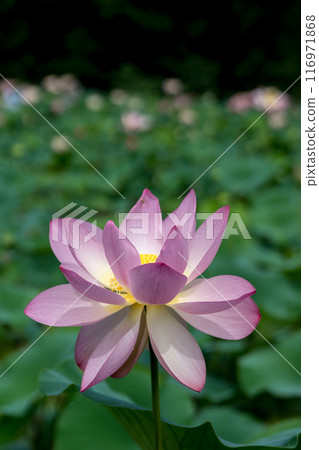 The elegant and pretty lotus flowers at Hanahasu Park | Minami Echizen Town, Fukui Prefecture The elegant and pretty lotus flowers at Hanahasu Park | Minami Echizen Town, Fukui Prefecture 116971868