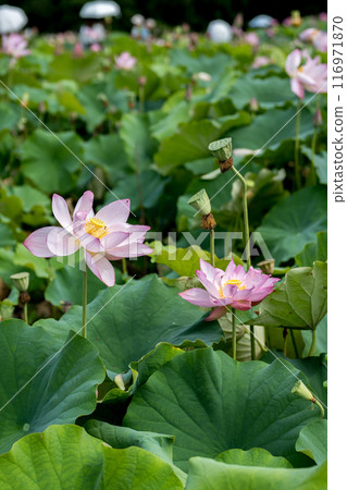 The elegant and pretty lotus flowers at Hanahasu Park | Minami Echizen Town, Fukui Prefecture The elegant and pretty lotus flowers at Hanahasu Park | Minami Echizen Town, Fukui Prefecture 116971870