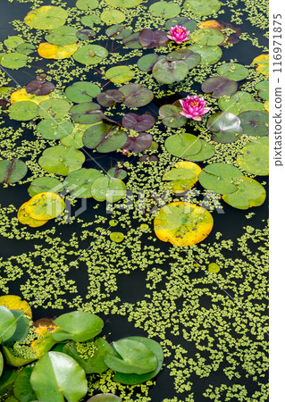 The elegant and pretty lotus flowers at Hanahasu Park | Minami Echizen Town, Fukui Prefecture The elegant and pretty lotus flowers at Hanahasu Park | Minami Echizen Town, Fukui Prefecture 116971875