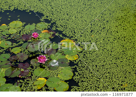 The elegant and pretty lotus flowers at Hanahasu Park | Minami Echizen Town, Fukui Prefecture The elegant and pretty lotus flowers at Hanahasu Park | Minami Echizen Town, Fukui Prefecture 116971877