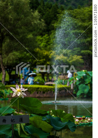 The elegant and pretty lotus flowers at Hanahasu Park | Minami Echizen Town, Fukui Prefecture The elegant and pretty lotus flowers at Hanahasu Park | Minami Echizen Town, Fukui Prefecture 116971880