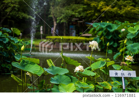 The elegant and pretty lotus flowers at Hanahasu Park | Minami Echizen Town, Fukui Prefecture The elegant and pretty lotus flowers at Hanahasu Park | Minami Echizen Town, Fukui Prefecture 116971881