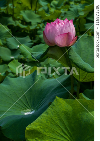 The elegant and pretty lotus flowers at Hanahasu Park | Minami Echizen Town, Fukui Prefecture The elegant and pretty lotus flowers at Hanahasu Park | Minami Echizen Town, Fukui Prefecture 116971886