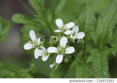 Closeup on athe small fragile bright white flowers of the Woodland, Wavy or Flexuous Bittercress, Cardamine flexuosa 116971933