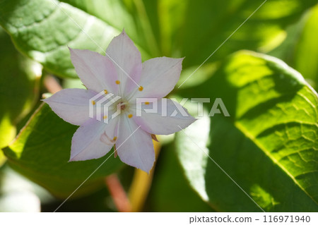 Closeup on the white flowering chickweed-wintergreen wildflower, Lysimachia latifolia at Crescent city area, North California 116971940