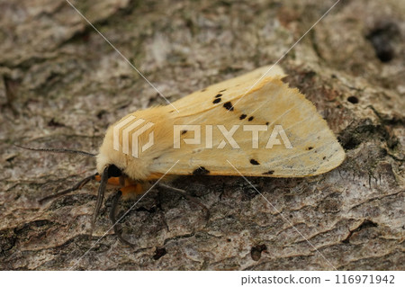 Closeup on the yellow European buff ermine owlet moth, Spilosoma lutea Closeup on the yellow European buff ermine owlet moth, Spilosoma lutea 116971942