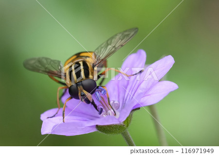 Colorful coseup on a European Hailing billy hoverfly, Helophilus pendulus, on a purple Geranium pyrenaicum against a green blurred backgorund 116971949
