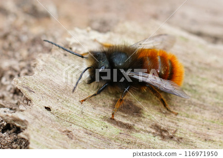 Closeup on a black and orange fluffy male, European orchard mason solitary bee, Osmia cornuta 116971950