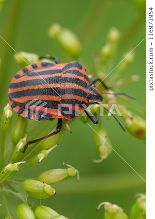Vertical closeup on the colorful black and red striped shieldbug, Graphosoma italicum 116971954