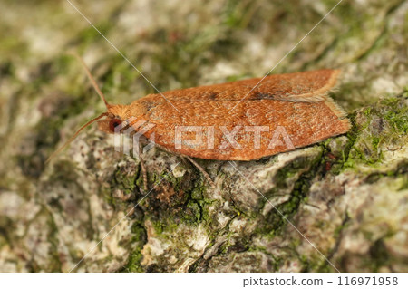 Closeup on the European raonge brown colored privet tortrix micro moth, Clepsis consimilana sitting on wood Closeup on the European raonge brown colored privet tortrix micro moth, Clepsis consimilana sitting on wood 116971958
