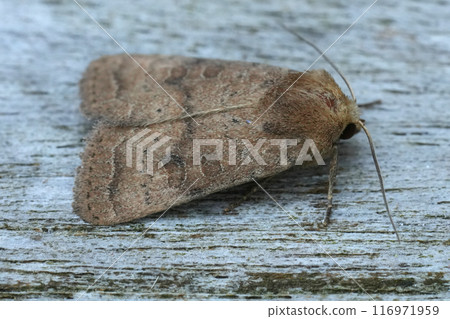 Closeup on the European Uncertain owlet moth, Hoplodrina octogenaria on wood 116971959