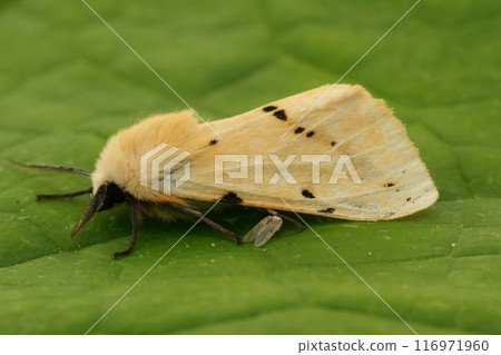 Closeup on the yellow European buff ermine owlet moth, Spilosoma lutea Closeup on the yellow European buff ermine owlet moth, Spilosoma lutea 116971960