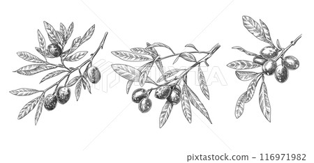 Engraved olive branch. Sketch branches with leaves and blossoms, hand drawn olives design element. Agricultural ripe plant or fruit isolated on white background illustration set 116971982