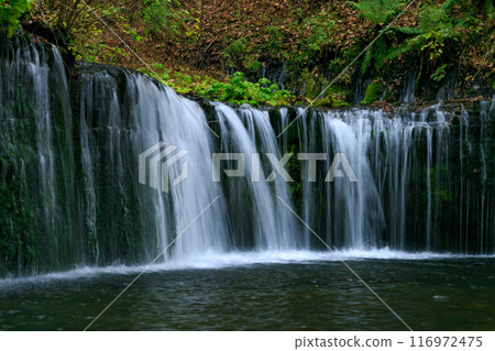 Karuizawa in autumn: Shiraito Falls (Karuizawa, Kitasaku District, Nagano Prefecture, Japan) 116972475