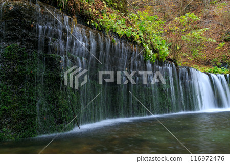 Karuizawa in autumn: Shiraito Falls (Karuizawa, Kitasaku District, Nagano Prefecture, Japan) Karuizawa in autumn: Shiraito Falls (Karuizawa, Kitasaku District, Nagano Prefecture, Japan) 116972476
