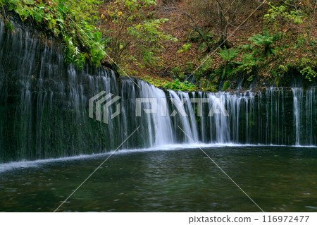 秋季輕井澤白絲瀑布(日本長野縣北佐久郡輕井澤町) 秋季輕井澤白絲瀑布(日本長野縣北佐久郡輕井澤町) 116972477