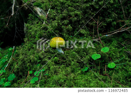 長野縣白駒池和苔蘚森林 116972485