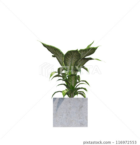 tropical plant pot green leaf white background 3d render illustration. plant tree houseplant botanical nature indoor garden decoration natural decoration flora. plants object isolated potted design. 116972553