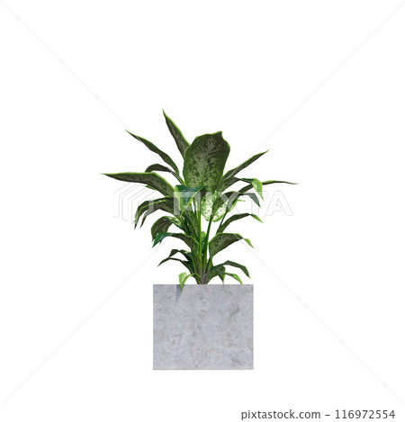 tropical plant pot green leaf white background 3d render illustration. plant tree houseplant botanical nature indoor garden decoration natural decoration flora. plants object isolated potted design. 116972554