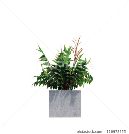 tropical plant pot green leaf white background 3d render illustration. plant tree houseplant botanical nature indoor garden decoration natural decoration flora. plants object isolated potted design. 116972555