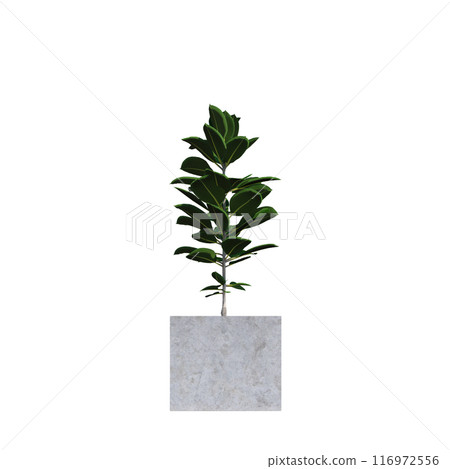 tropical plant pot green leaf white background 3d render illustration. plant tree houseplant botanical nature indoor garden decoration natural decoration flora. plants object isolated potted design. tropical plant pot green leaf white background 3d render illustration. plant tree houseplant botanical nature indoor garden decoration natural decoration flora. plants object isolated potted design. 116972556