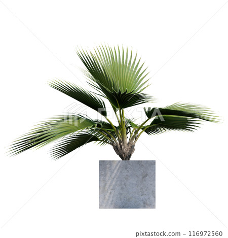 tropical plant pot green leaf white background 3d render illustration. plant tree houseplant botanical nature indoor garden decoration natural decoration flora. plants object isolated potted design. 116972560