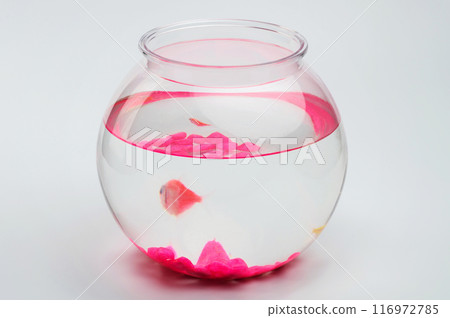 One orange fish in transparent aquarium One orange fish in transparent aquarium 116972785