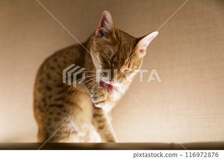 A cat grooming itself indoors at night 116972876