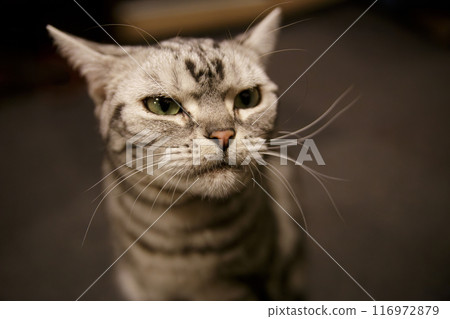A cat's face making a very displeased face (American Shorthair) 116972879