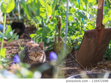 A kitten looks at the camera next to crops and a shovel in a field 116972896
