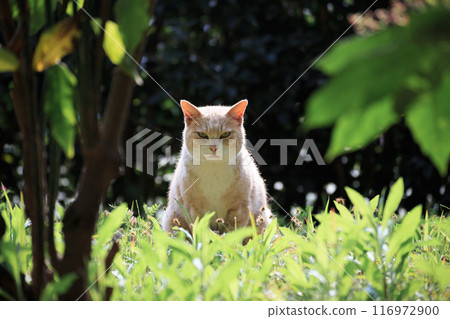 一隻貓坐在有植物的森林裡看著我 116972900