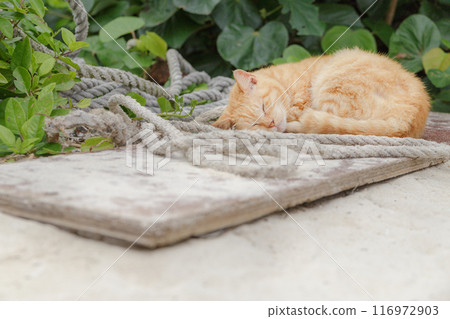 A cat sleeping on a piece of timber on the sandy beach at the coast 116972903