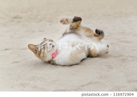 A cat lying on its back on the beach 116972904
