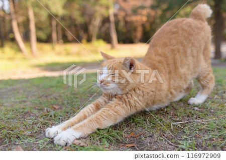一隻伸展的白棕色貓 116972909