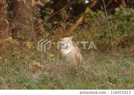 A cat sitting on dead grass in the evening with its eyes closed A cat sitting on dead grass in the evening with its eyes closed 116972913