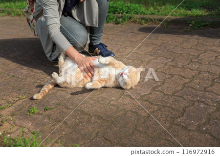A cat lying on its back happily being stroked A cat lying on its back happily being stroked 116972916