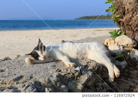 Cat sleeping on the shore of a tropical beach 116972924
