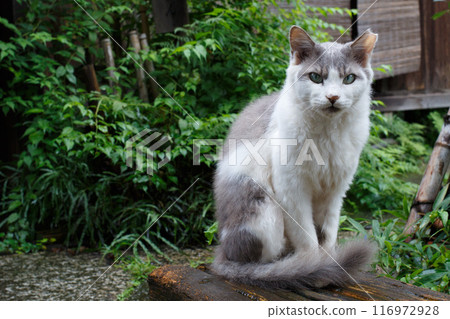 A cat sitting and relaxing A cat sitting and relaxing 116972928